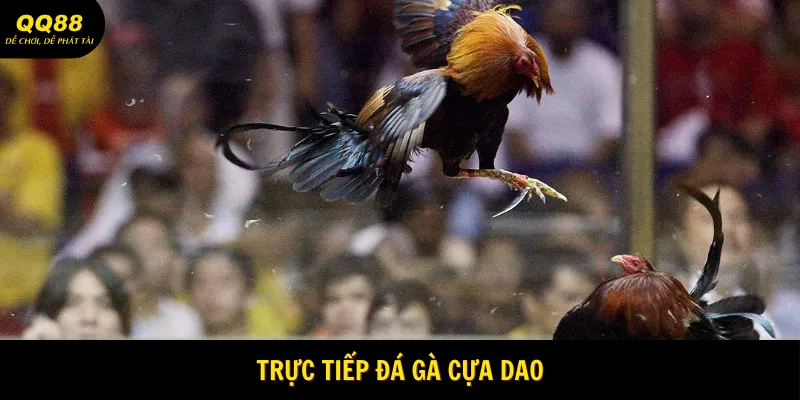 truc-tiep-da-ga-cua-dao